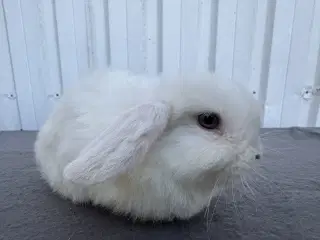 Dværgvædder/Mini lop hankanin