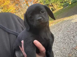 Dansk-svensk gårdhund blanding
