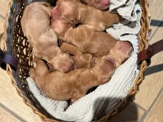 Golden retriever hvalpe