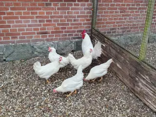 Havehøns 