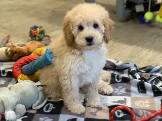 Mini Golden Doodle rejse klar nu