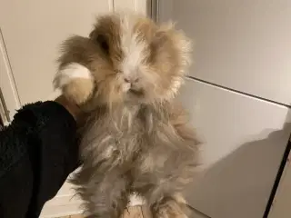 Fluffy kaninunger fra uge 42