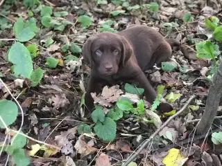 Brun Labrador hvalpe på vej. 