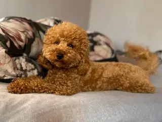 PUDDEL - PARRING