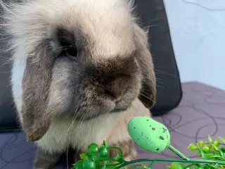 Lionlop hun🩷windy fra Ryomgård i Jylland 