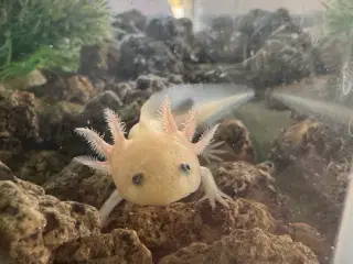  Axolotler