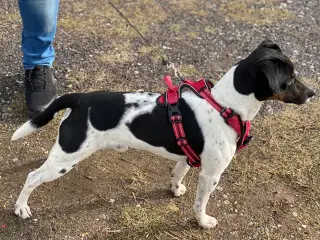 Dansk-svensk gårdhund trefarvet
