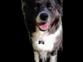 HUND SØGES: VORES NYE BEDSTE VEN