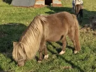 Smukkeste miniature shetlandspony 