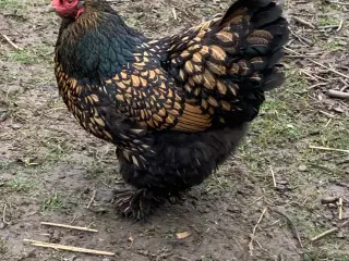 Brahma kyllinger 