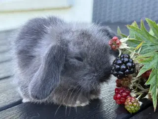 Lion lop