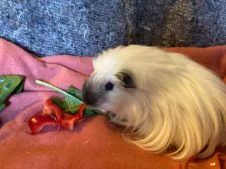 Sheltie California Marsvin søger nyt hjem