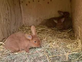 New Zealand Red