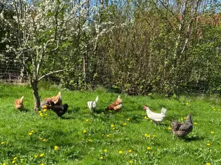 Søde høns
