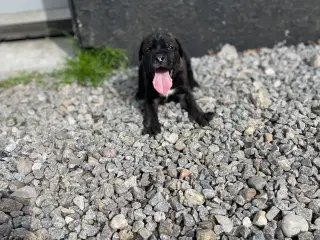 Cane Corso italiano hvalpe 