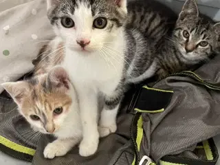 Kattekillinger
