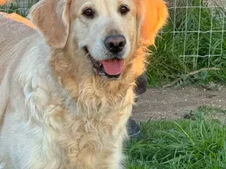 🐾 Sød Golden Mix Tæve søger et kærlig hjem🐾