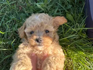 Maltipoo charmetrold dreng