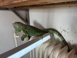Grøn leguan 