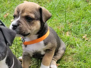 7 uger Staffordshire Bull Terrier hvalp