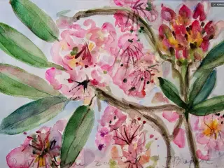 Stor akvarel af Rododendron 57 cm x 44 cm.
