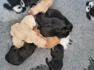 Labrador Hvalpe