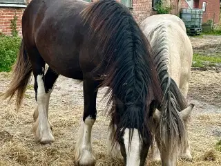 Irish cob Vallak 