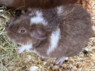 Marsvin. Han marsvinunge næsten 5uger gammel 