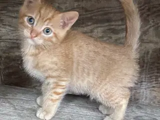Kattekilinger