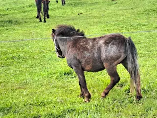 Sød knapstruper pony