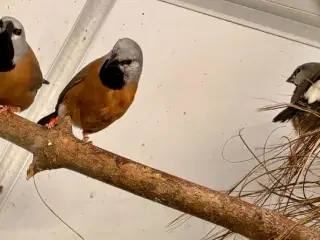 Korthalet bæltefinke