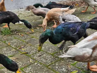 Løbeænder, Andrikker