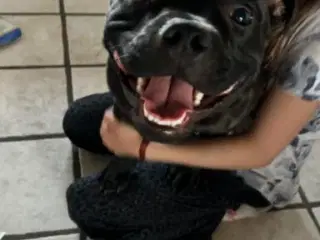 Staffordshire Bull terrier - Udstationering