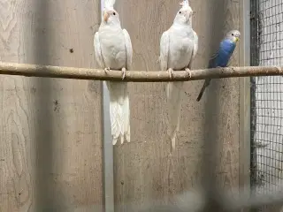 Nymfeparakitter 