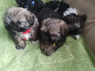 Hej. Jeg har 4 smukke hund