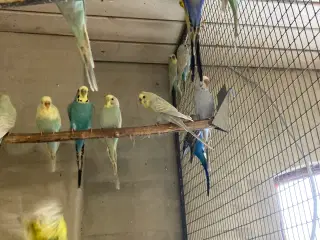 Mange flotte undulater