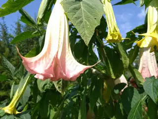 engletrompeter (burgmansia)
