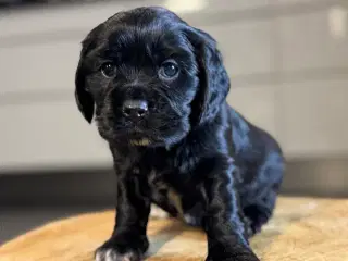 Cocker spaniel / Cavalier king Charles