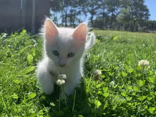 Main coon blanding