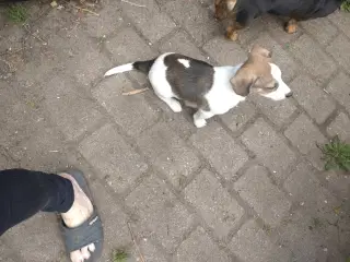 Jack Russell 