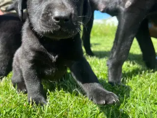 Ægte labrador hvalpe