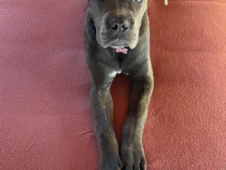 Cane Corso 