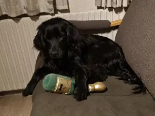 Charlie søger bedsteven