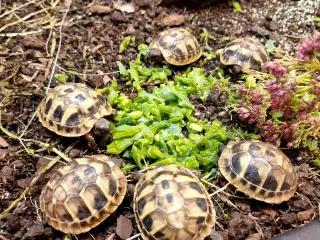 Græske landskildpadder