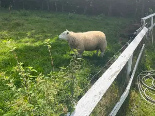 Texel-vædder sælges