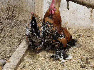 Mille-Fleur dværg høns