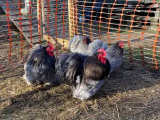 Dværg høns 