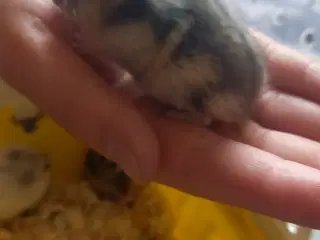 Skønne små hamster