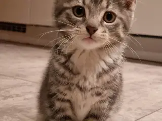 Sød han kattekilling