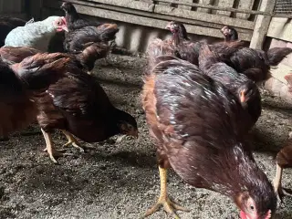 Kyllinger, Rhode Island Red